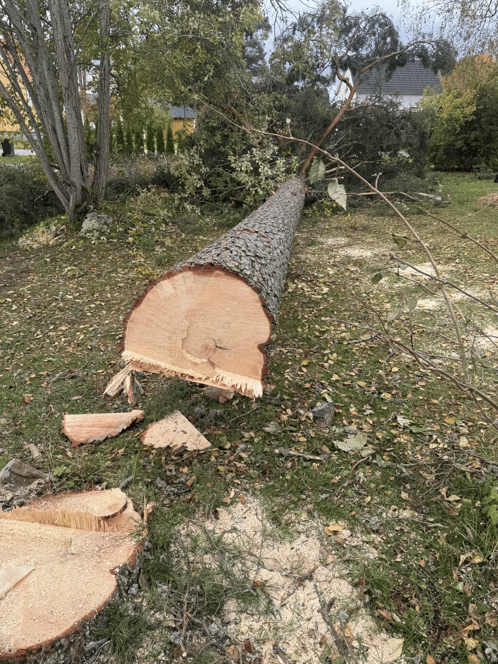 Trädfällning — Erikssonwood AB