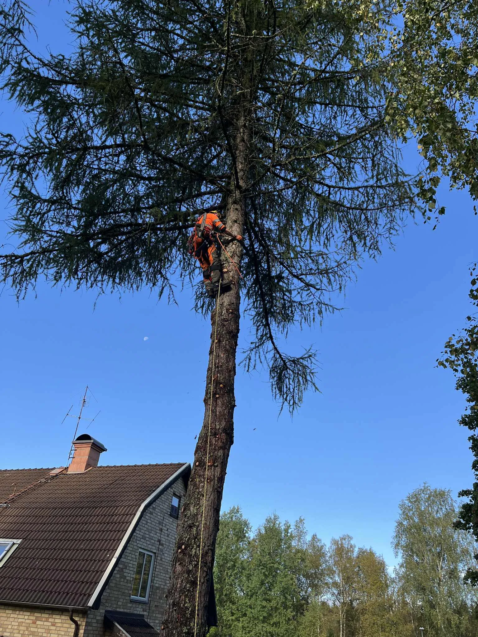 Avancerad trädfällning — Erikssonwood AB