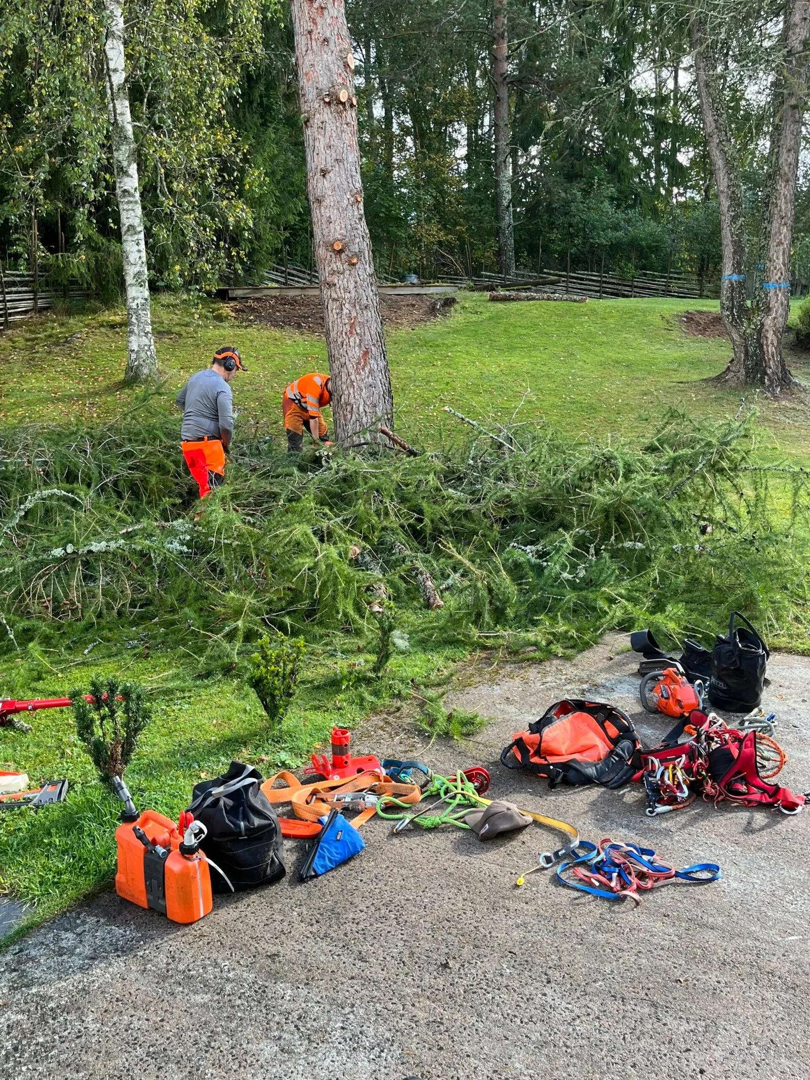 Trädfällning — Erikssonwood AB